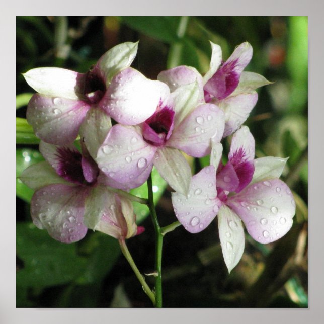 Orchideas Poster (Vorne)