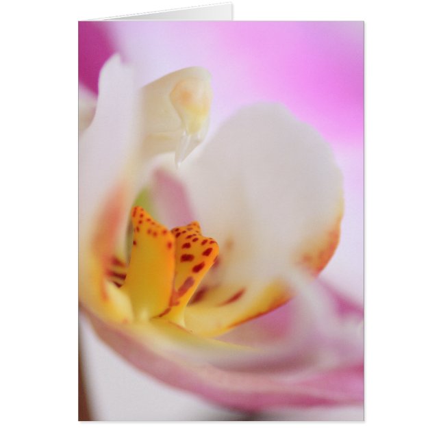 Orchidee (Vorne)