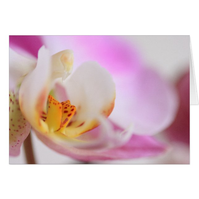 Orchidee (Vorderseite (Horizontal))