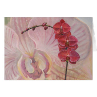 Orchidee