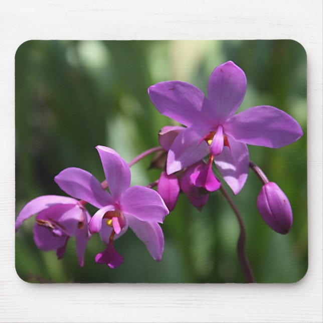 Orchidee auf Mousepad (Vorne)