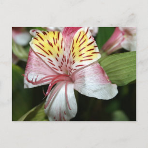 Orchidee Blume nah nach oben, rosa weißes Foto Postkarte