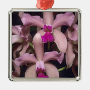 Orchidee, (Cattleya amethystoglossa), Osten Silbernes Ornament