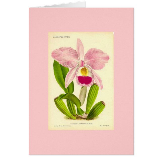 Orchidee - Cattleya Gaskeliana (Vorne)