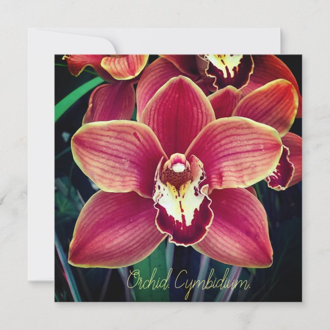 Orchidee. Cymbidium (Vorderseite)