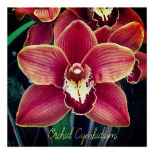 Orchidee. Cymbidium Poster