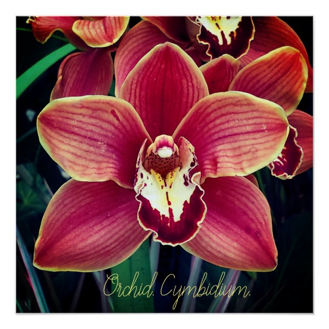 Orchidee. Cymbidium Poster (Vorderseite)