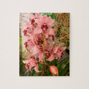 Orchidee - Cymbidium - Vivien hainsworth x Trinket Puzzle