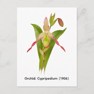 Orchidee: Cypripedium (1906) von Frederick W. Bola Postkarte