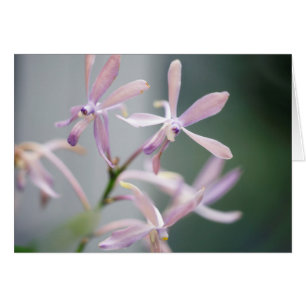 Orchidee Darwinara Charme 'blaues Pacific