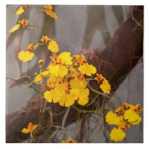 Orchidee - Golden Morgen Fliese