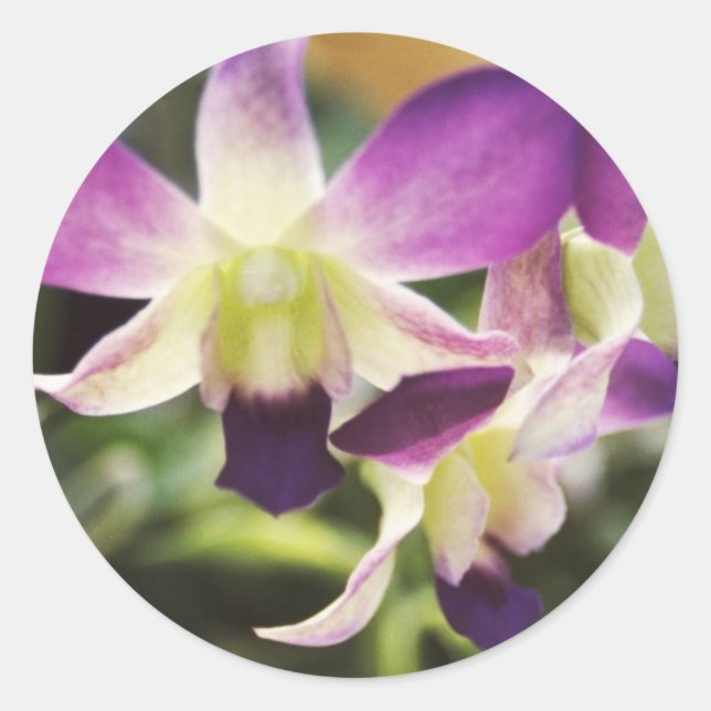 Orchidee, hawaiisch runder aufkleber (Vorderseite)