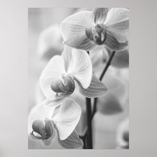 Orchidee in schwarz/weiß poster (Vorne)