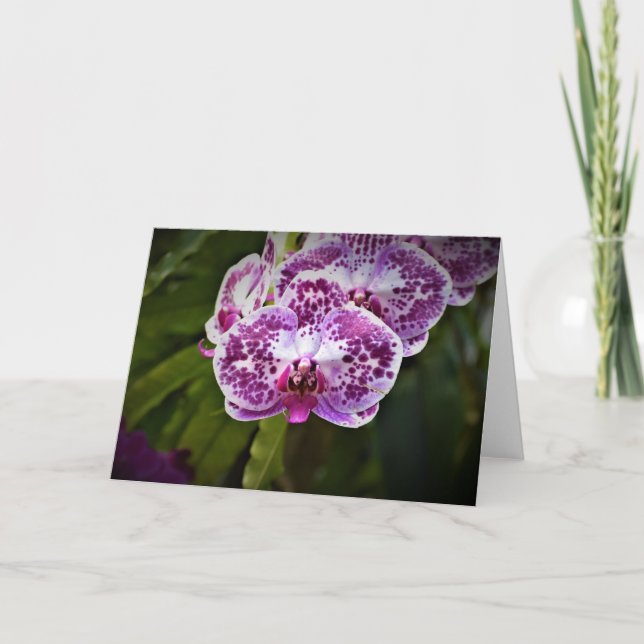 Orchidee, Karte (Vorderseite)
