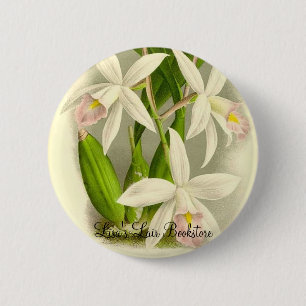 Orchidee - Laelia Anceps Button