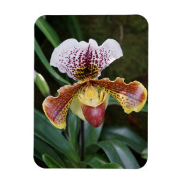 Orchidee Magnet