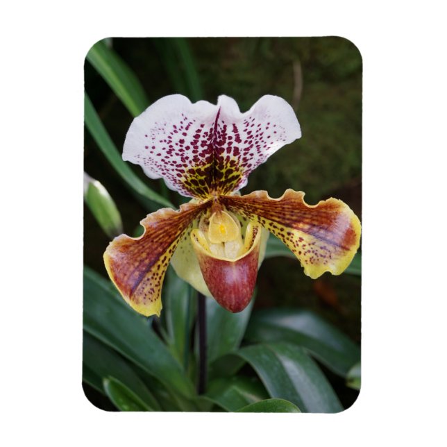 Orchidee Magnet (Vertikal)
