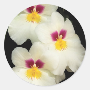Orchidee - Miltoniopsis - Die drei Amigos Runder Aufkleber