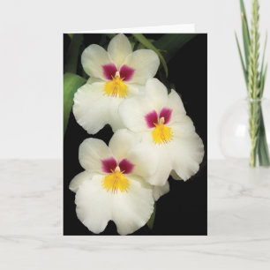 Orchidee - Miltoniopsis - die drei Freunde Feiertagskarte