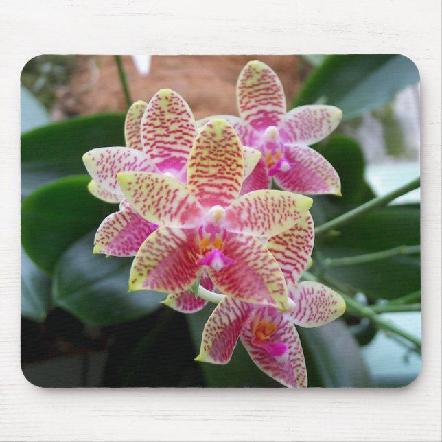 Orchidee Mousepad (Vorne)