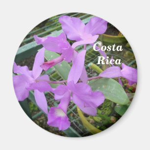 Orchidee -- Nationale Blume von Costa Rica Magnet