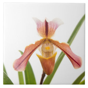 Orchidee - Passt der Pantoffel? Fliese