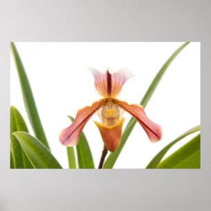 Orchidee - Passt der Pantoffel Poster
