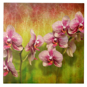 Orchidee - Phalaenopsis - einfach eine Freude Fliese