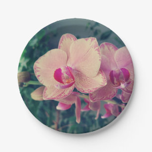 Orchidee phalaenopsis ppolka Punkt rosa Blumen flo Pappteller