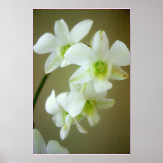 Orchidee Poster (Vorne)