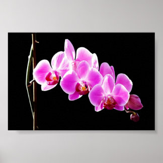 Orchidee Poster