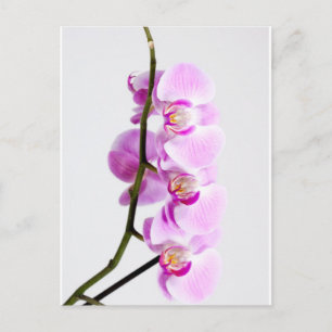 Orchidee Postkarte