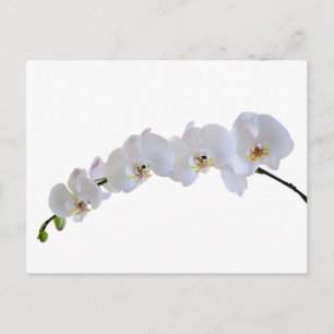 Orchidee Postkarte