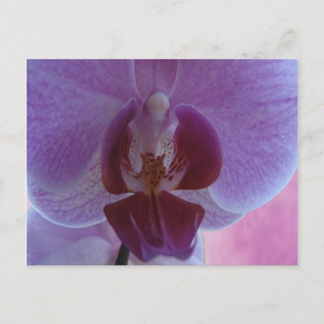 Orchidee Postkarte (Vorderseite)