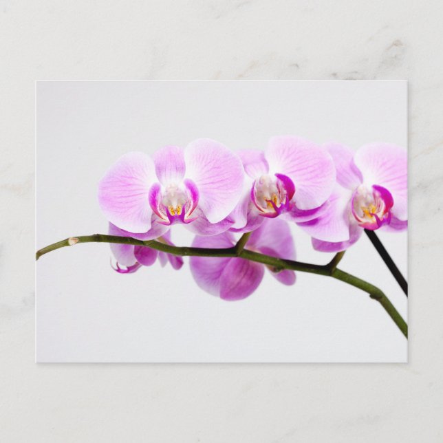 Orchidee Postkarte (Vorderseite)