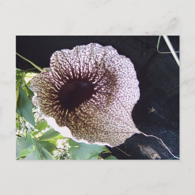 Orchidee Postkarte (Vorderseite)