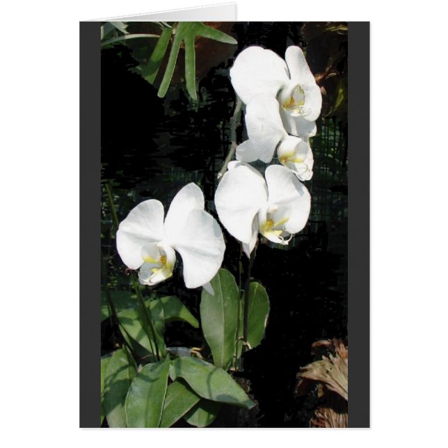 Orchidee Singapur 4 (Vorne)