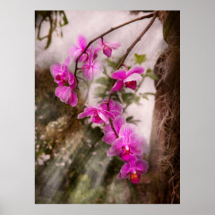 Orchidee - Tropische Leidenschaft Poster