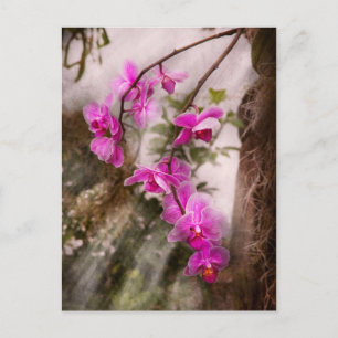 Orchidee - Tropische Leidenschaft Postkarte
