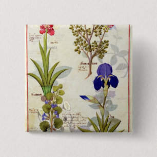 Orchidee u. Fumitory oder Herz-Hedera u. Iris Button