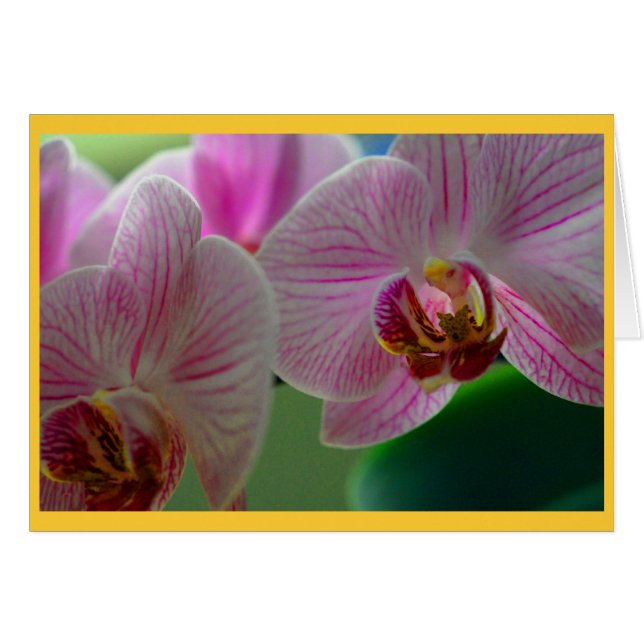 Orchideen (Vorderseite (Horizontal))