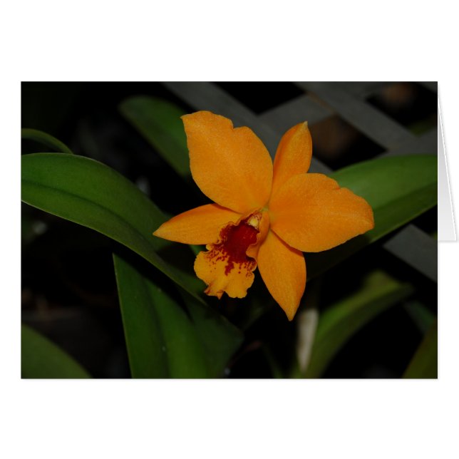 Orchideen (Vorderseite (Horizontal))