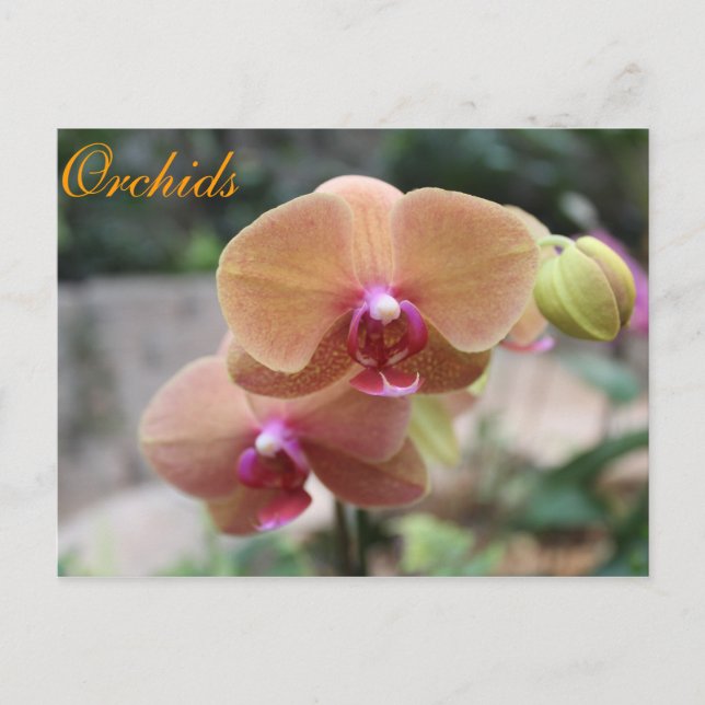 Orchideen # 10 postkarte (Vorderseite)