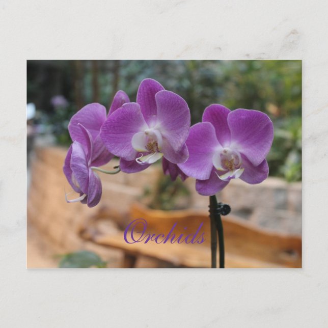 Orchideen # 11 postkarte (Vorderseite)