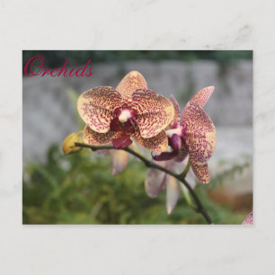 Orchideen # 12 postkarte