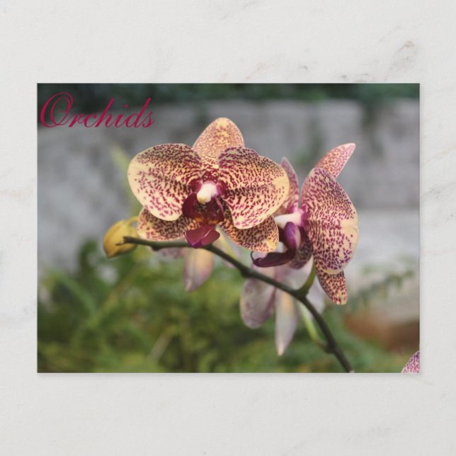 Orchideen # 12 postkarte (Vorderseite)