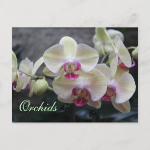 Orchideen # 15 postkarte