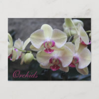 Orchideen # 17