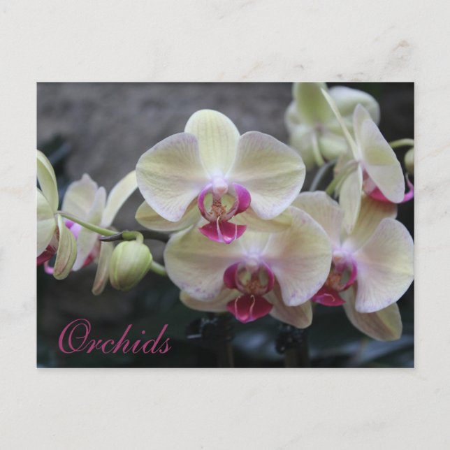 Orchideen # 17 postkarte (Vorderseite)