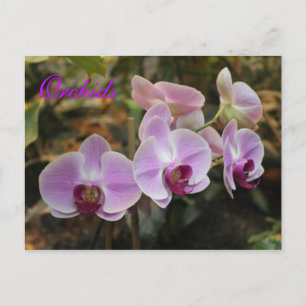 Orchideen # 21 postkarte